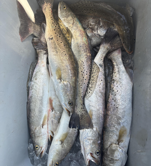 Blasted today with these speckled trout! Multiple techniques paid off in Matagorda.