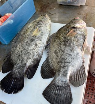 Double tripletail success in Apalachicola waters!