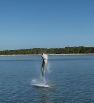 Amazing fish leap in Apalachicola waters!
