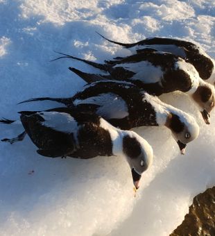 Ontario duck hunting for a true outdoor experience