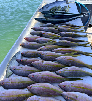 Great barracuda and yellowfin tuna haul from Islamorada waters!