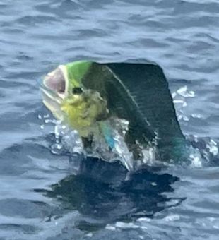 Mahi Mahi Fishing Charters Islamorada