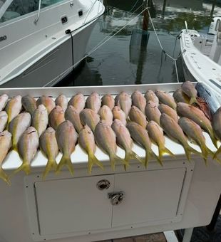 Yellow Tail Fishing On The Reef In Islamorada 