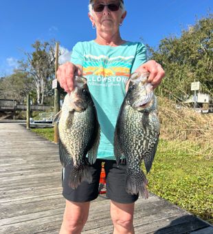 A couple of nice crappie from an inshore freshwater trip. Many other fish were caught. Some released back in the lake and others released into the cooler. 