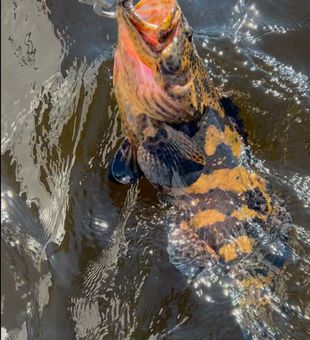 Goliath grouper while fishing inshore. 