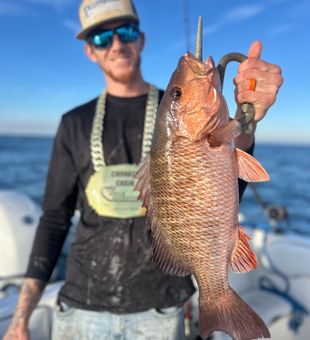 Large mangrove snapper caught offshore on a 6hr trip