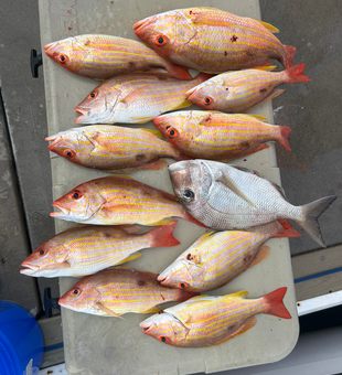 Lane Snapper and Jolthead Porgy haul from Port Orange waters!