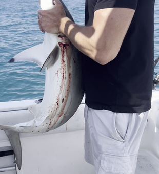 Massive shark landed in Port Orange waters!