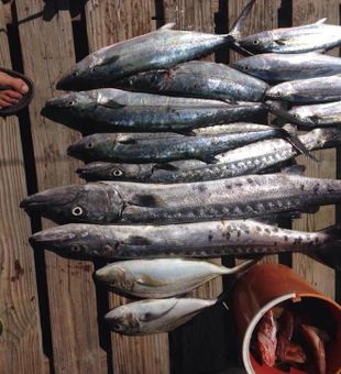 Catch of the Day from Cabo Rojo!