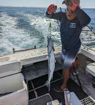 Exciting catch of a fierce Barracuda off the coast
