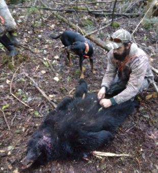 Maine's Big Game Bears