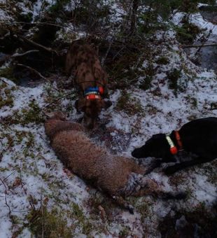 Hunting Maine's Wild Cats