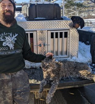 The Challenge of Bobcat Hunting