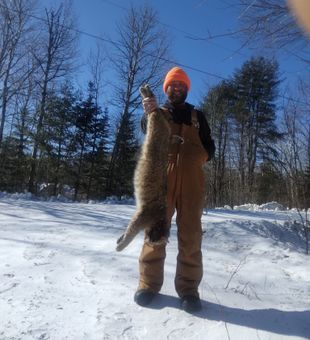 Bobcat Hunting Thrills in Maine