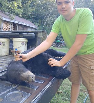 Trophy bear from Maine wilderness