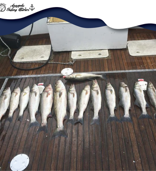 Caught our limits! Chesapeake Bay's Stripers