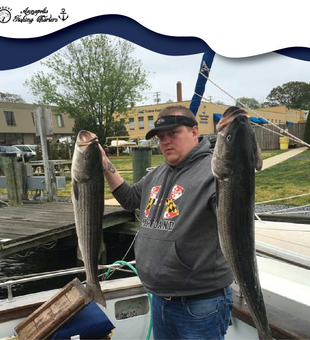 Reeling in a trophy striped bass in Chesapeake Bay