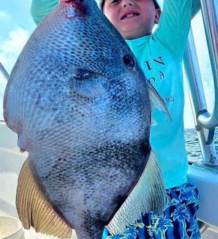 Outstanding grey triggerfish from Destin waters!
