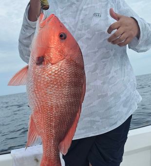 Beautiful red snapper from Destin waters!