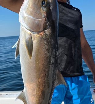 Massive Amberjack haul!