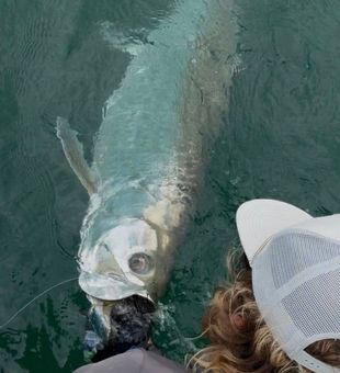 Massive Placida tarpon ready for release!