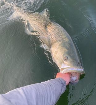 Inshore Fishing Bliss Unleashed
