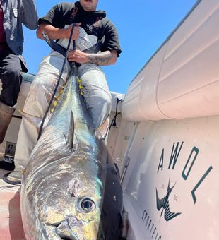 CA Deep Sea Excitement: Tuna Fishing