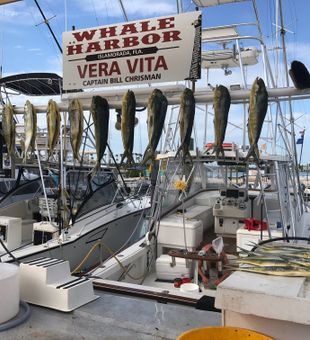 Punta Gorda Mahi fishing charters at its best