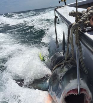 Caught Shark from Deep sea fishing NJ