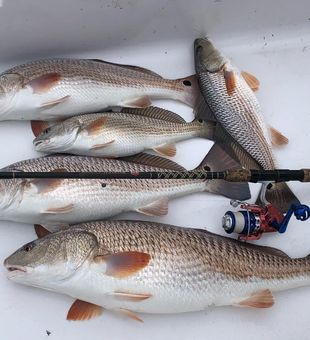 Bountiful Redfish at Key Largo, FL