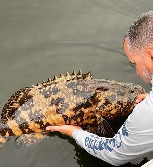Huge grouper in Key Largo fishing charters