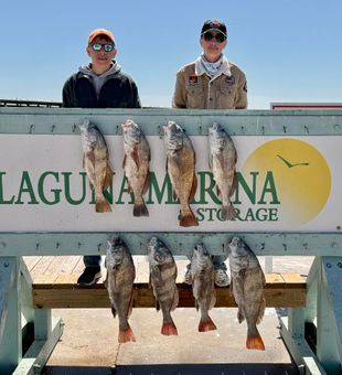 Eight beautiful black drum from Corpus Christi waters!