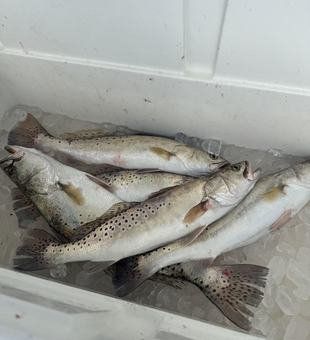 Nice speckled trout using light tackle drift fishing today!