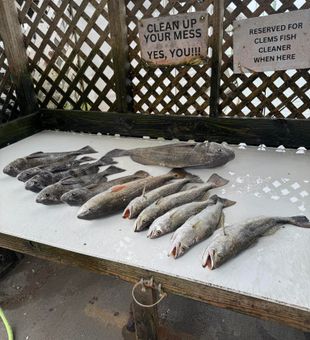 Corpus Christi redfish on the line