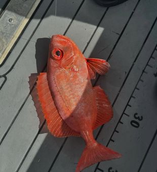 Bigeye Toro making an appearance.