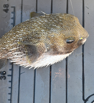 Massive spiny pufferfish hauled aboard in the Everglades!