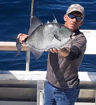 Beautiful Triggerfish Caught in Pensacola!