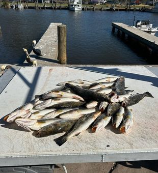 Fresh haul of speckled trout! 🎣🐟