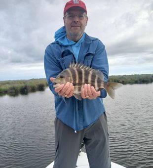 Sheepshead catch from inshore fishing success