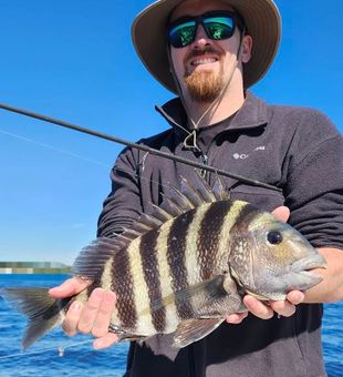 Sheepshead are here - Manns Harbor, NC.