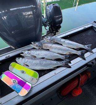 Fresh Coho and Chinook salmon from Edmonds waters!