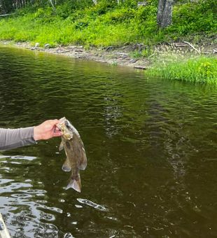 Bass bite hot in freshwater today