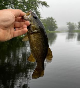 Trophy smallmouth from clear water