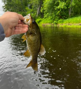Maine smallmouth bass success
