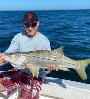 Snook In Naples