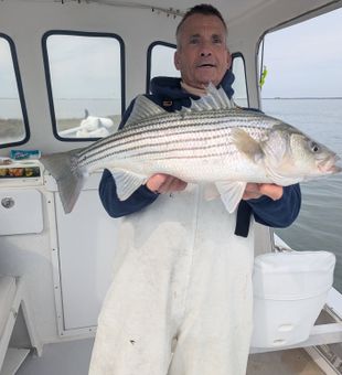 Nice Brigantine striped bass making the trip worthwhile!