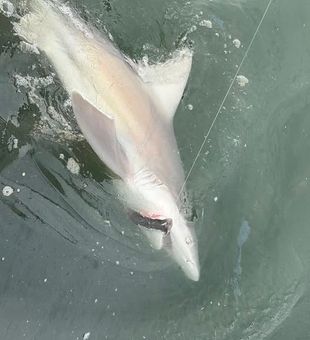 Experience the best of Atlantic City inshore fishing as you cast along marshes, tidal creeks, and coastal waters filled with popular game fish.
