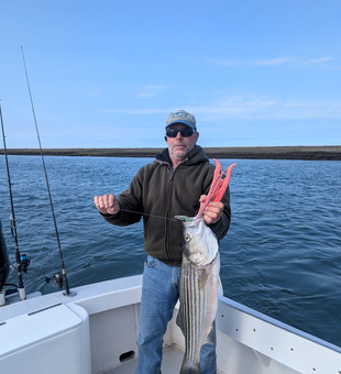 An impressive striped bass landed after a thrilling deep sea fishing adventure!