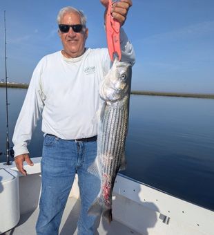 Beautiful Brigantine striped bass makes for perfect fishing success!