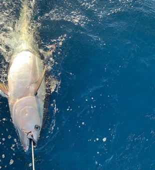 Catch Tuna in New Jersey